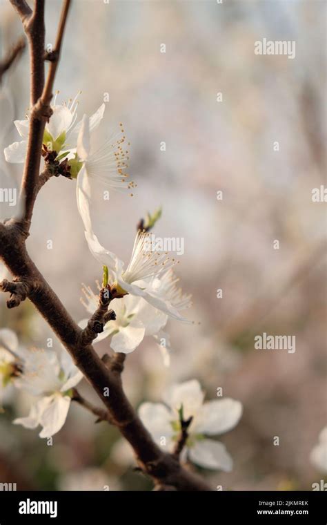 prunus davidiana|chinese wild peach.